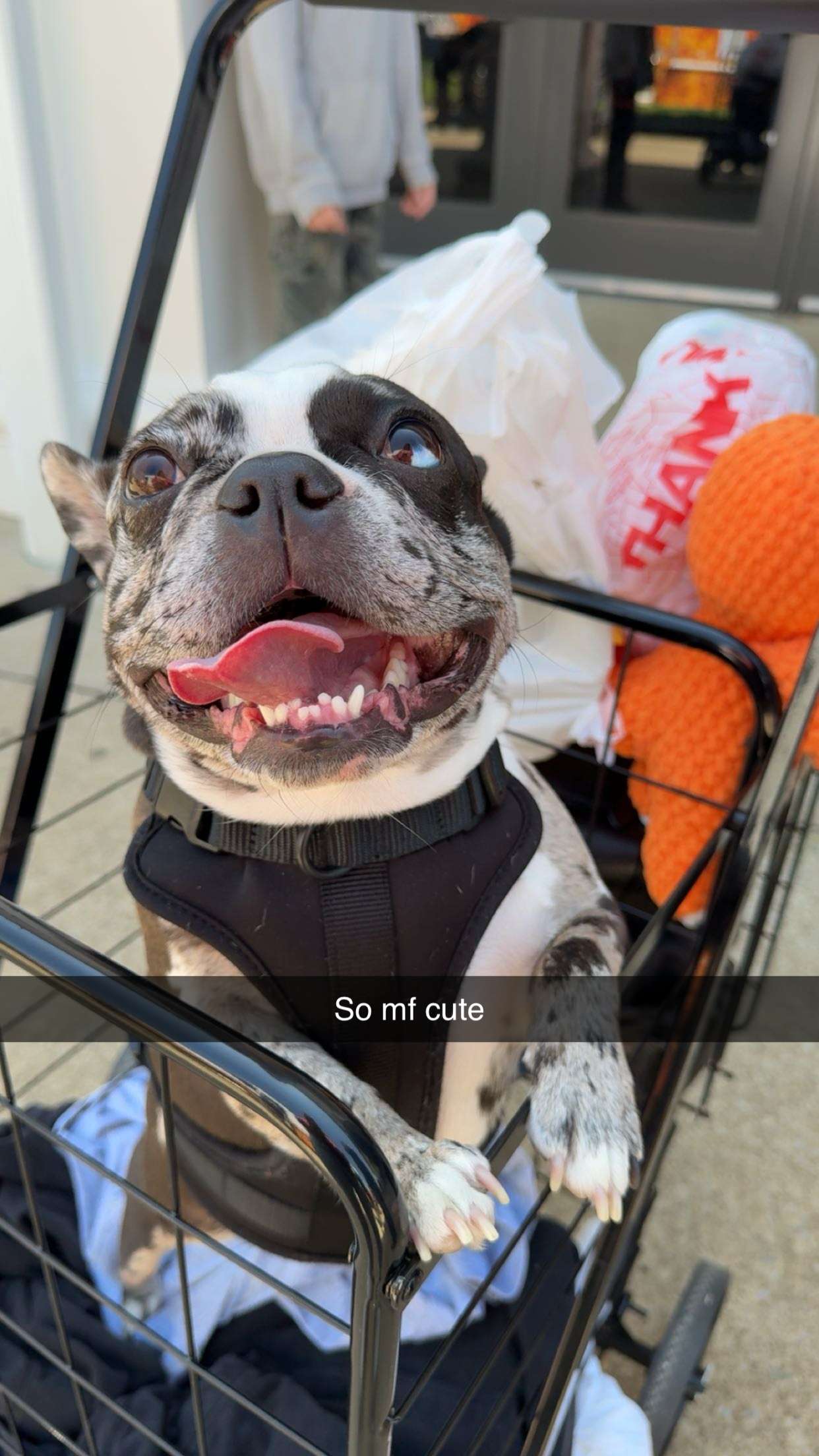 realhaylujan snapchat image archive image