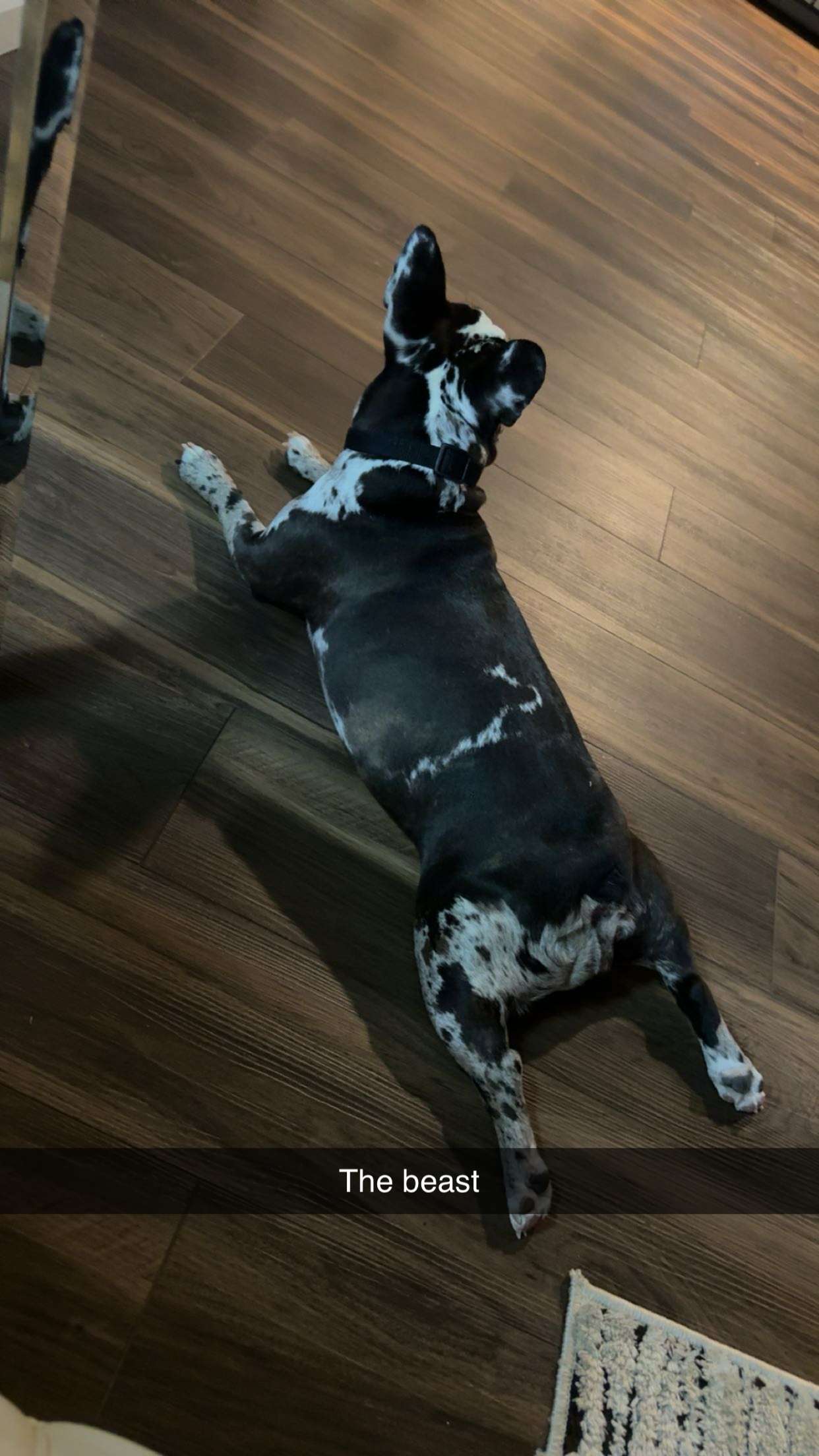 realhaylujan snapchat image archive image