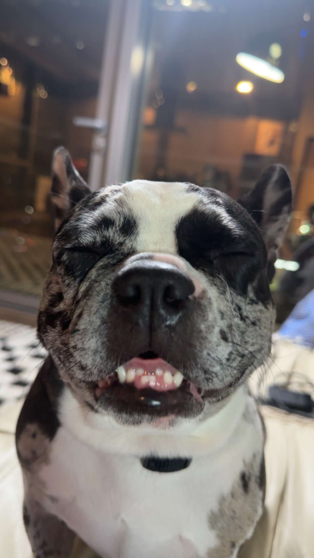 realhaylujan snapchat image archive image