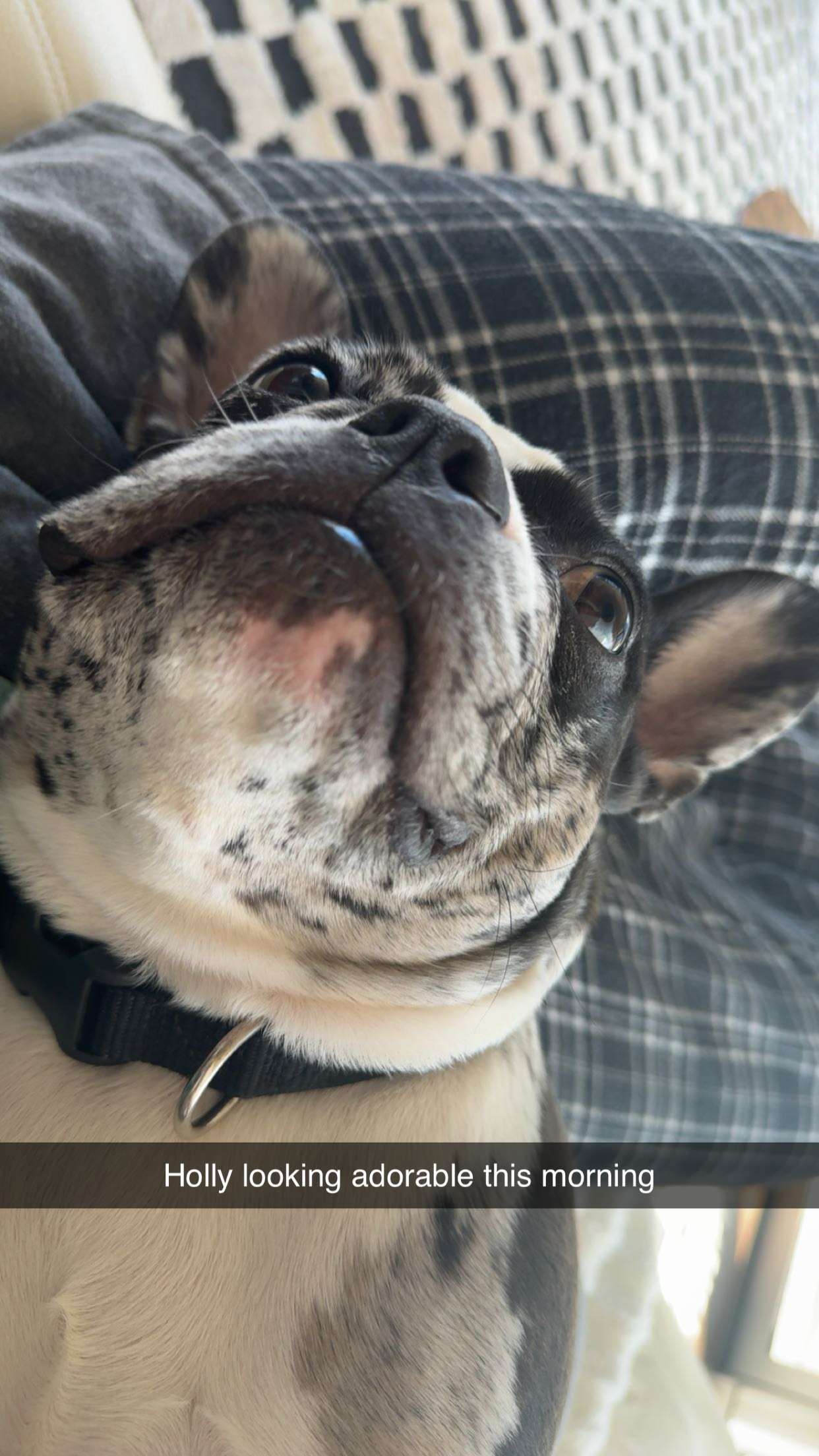 realhaylujan snapchat image archive image