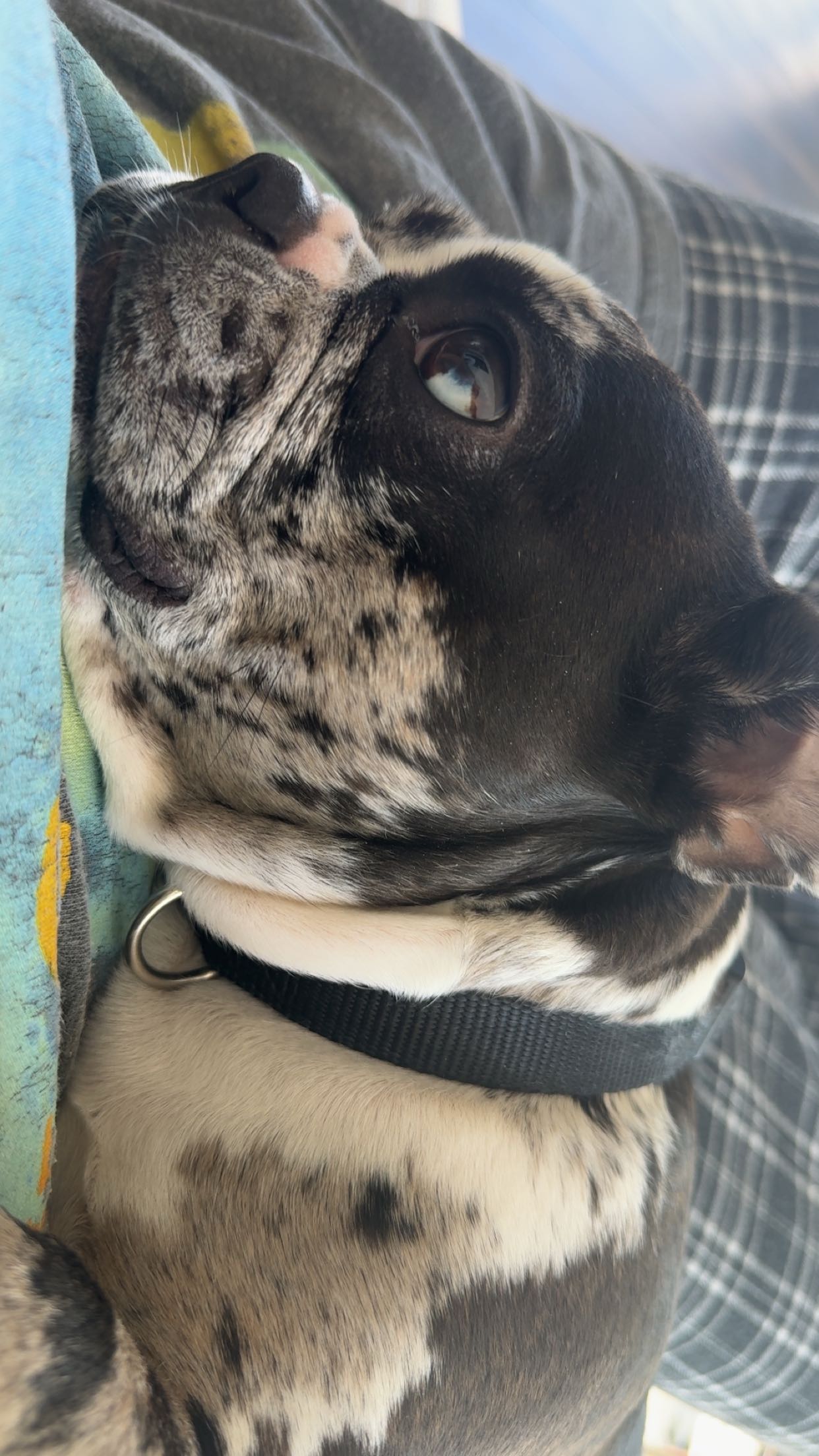 realhaylujan snapchat image archive image