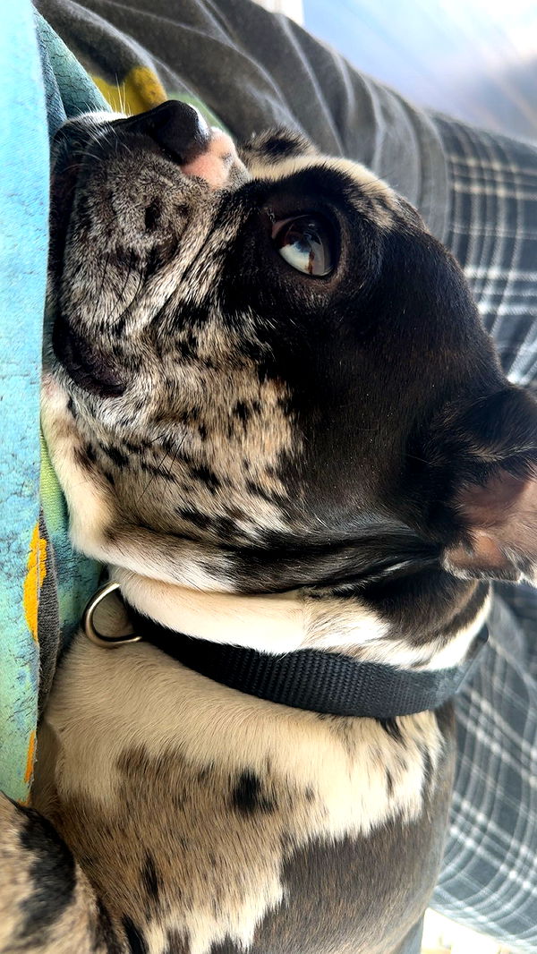 realhaylujan image ~ Altpins