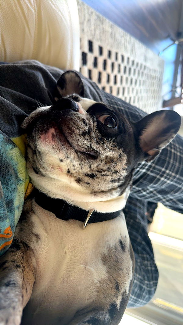 realhaylujan image ~ Altpins