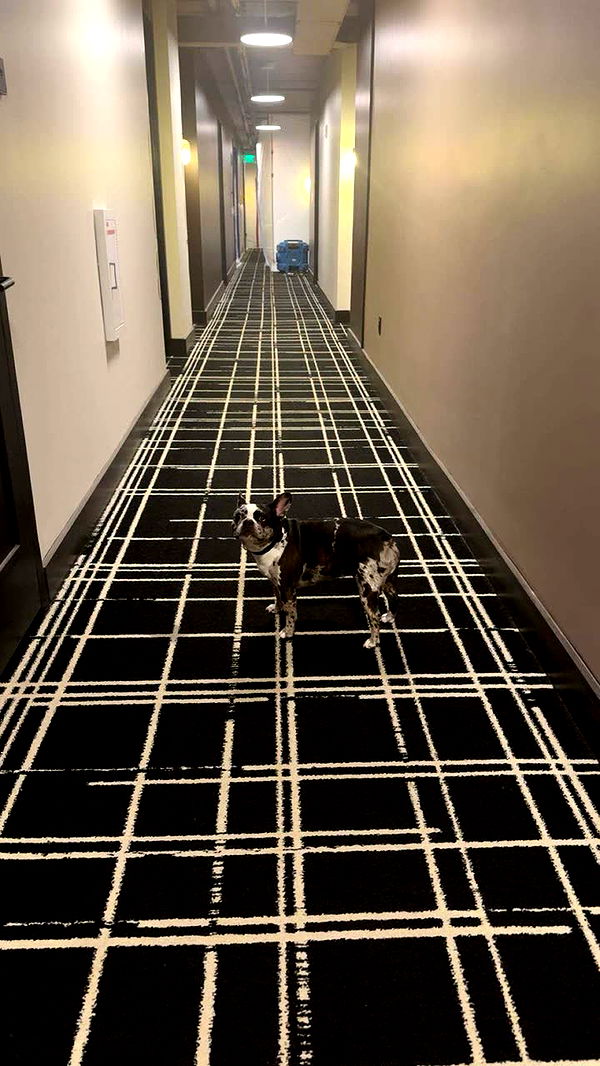 realhaylujan image ~ Altpins