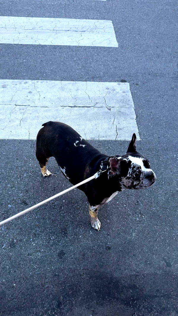 realhaylujan image ~ Altpins