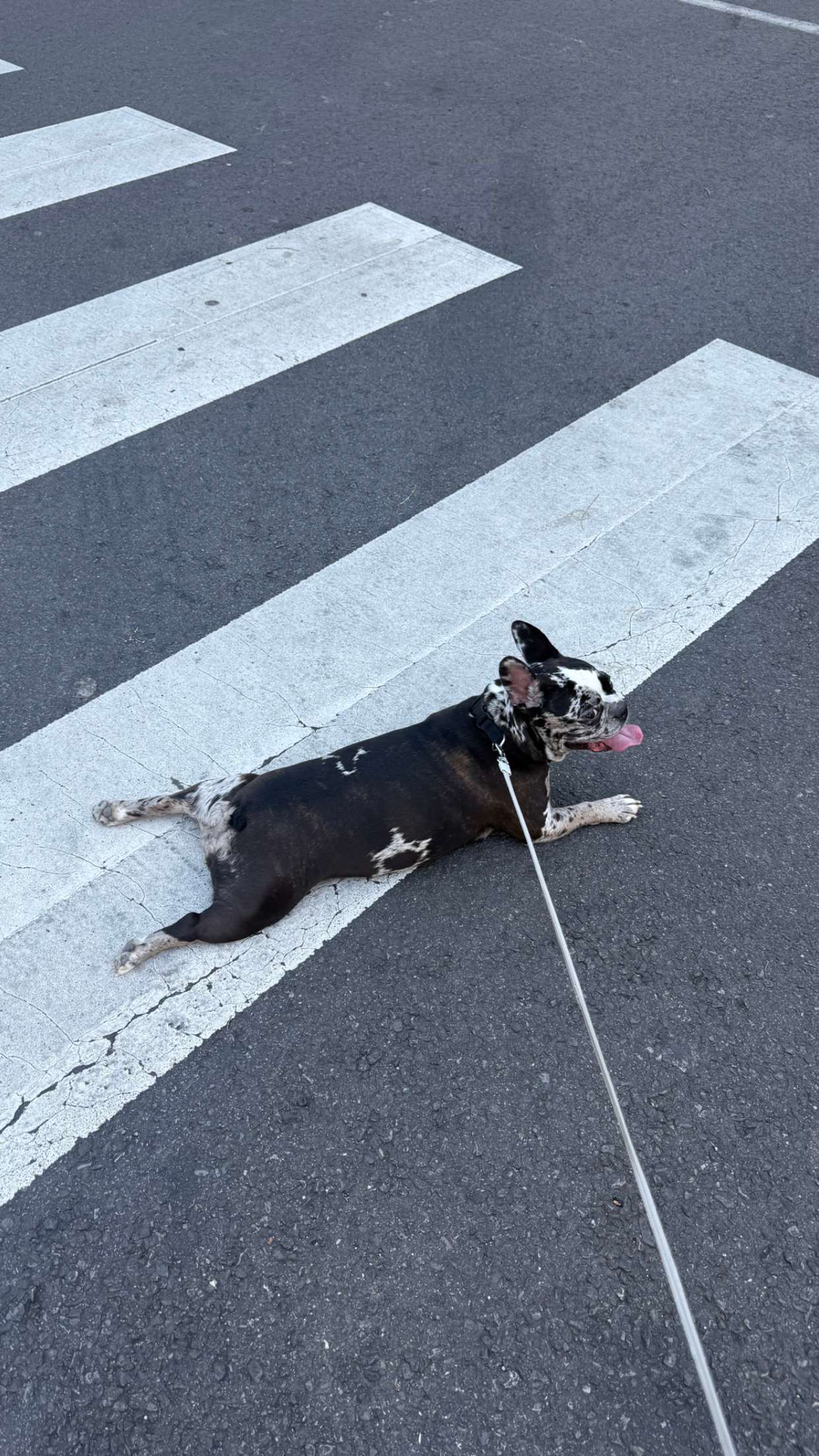 realhaylujan snapchat image archive image