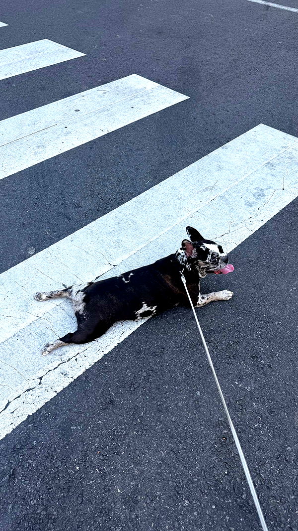 realhaylujan image ~ Altpins