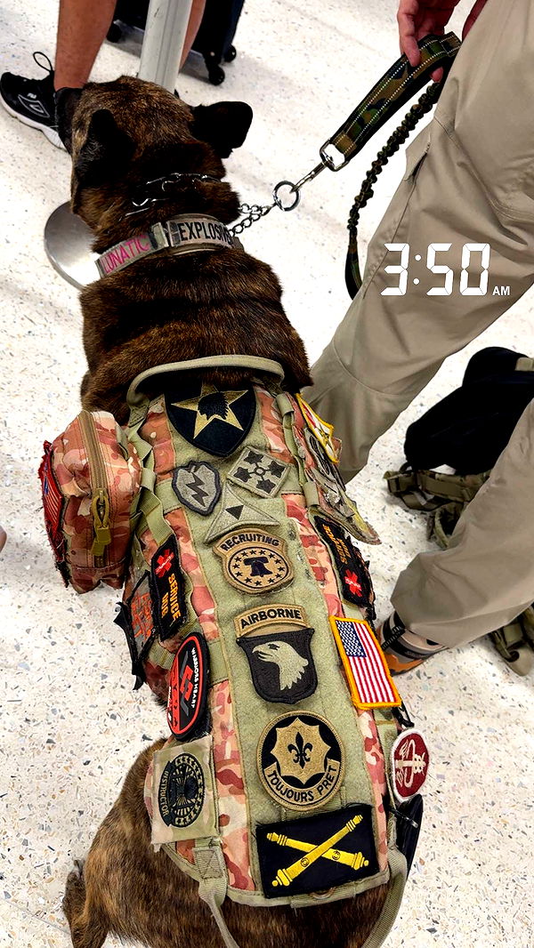 realhaylujan image ~ Altpins