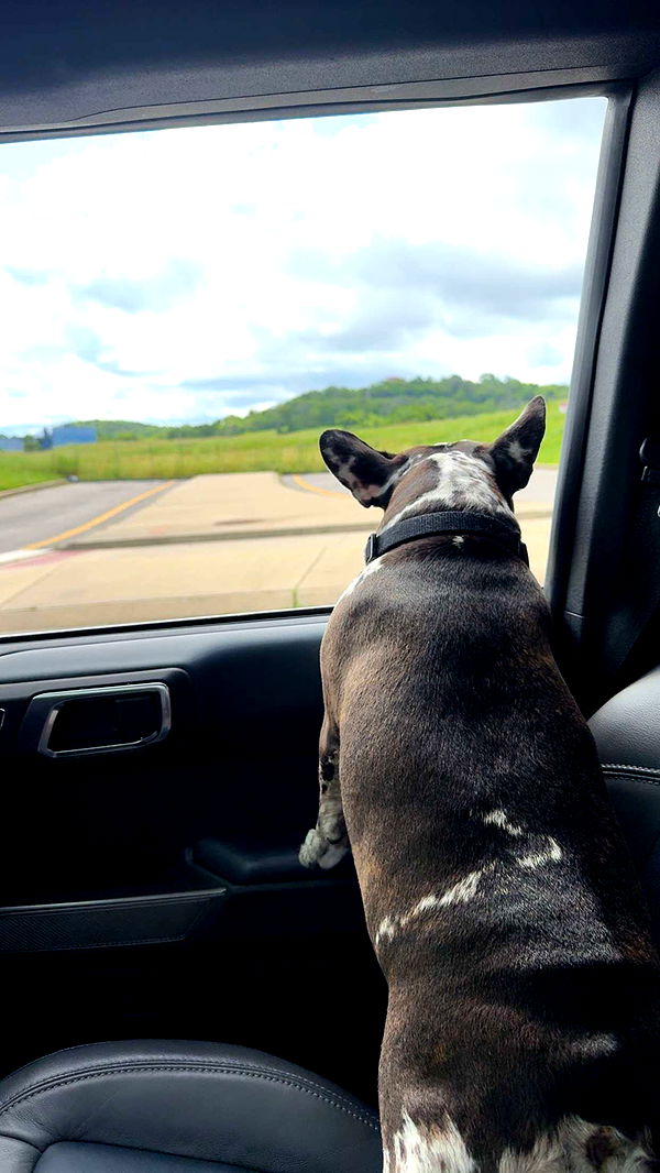 realhaylujan image ~ Altpins