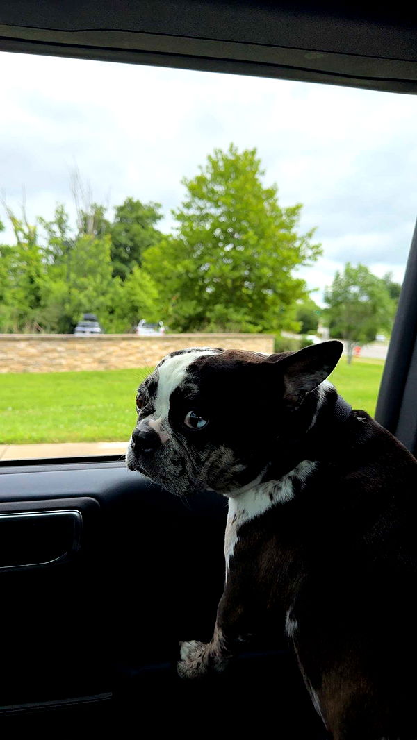 realhaylujan image ~ Altpins