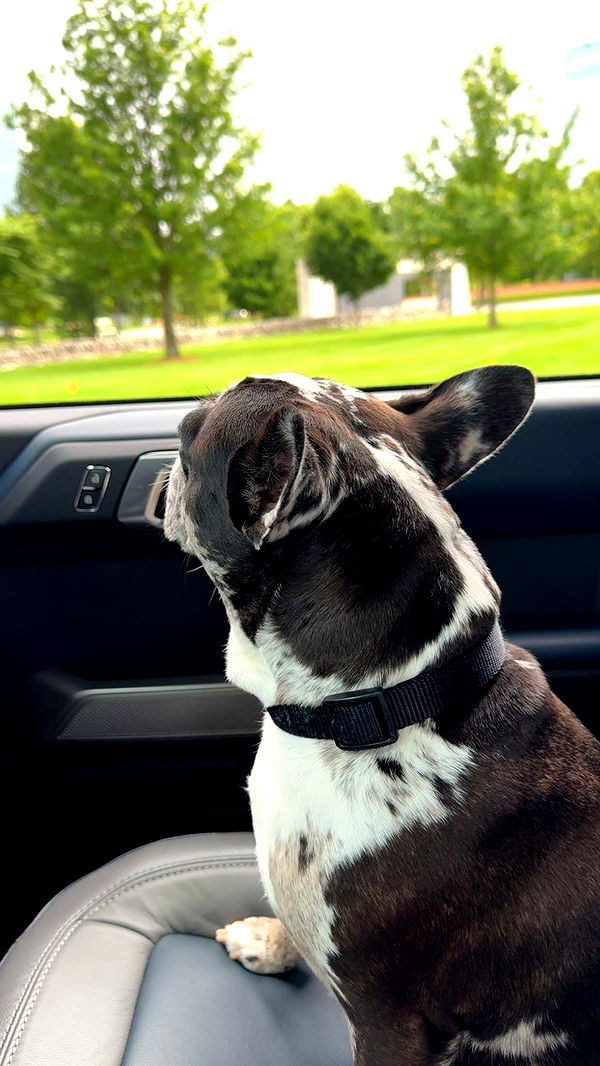 realhaylujan image ~ Altpins