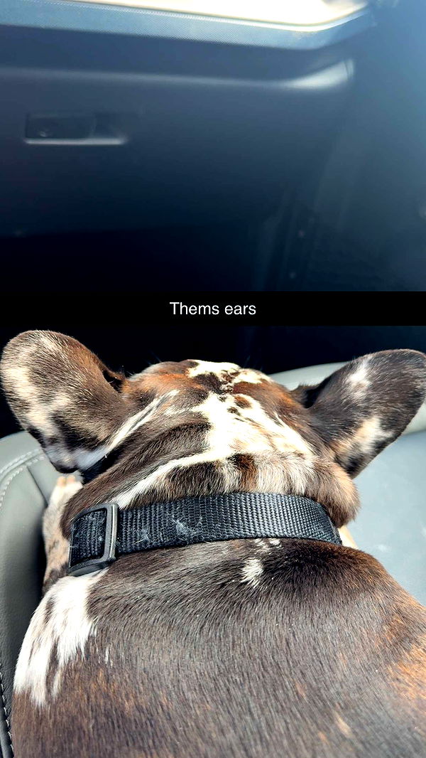 realhaylujan image ~ Altpins