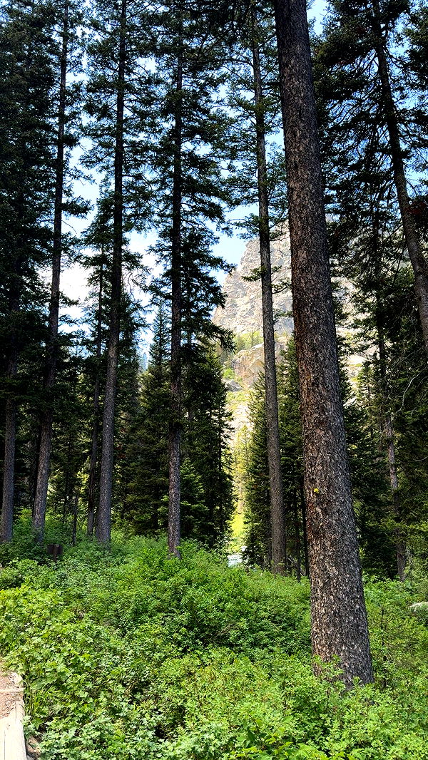 realhaylujan image ~ Altpins