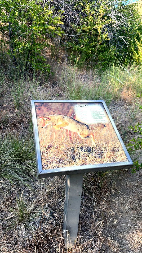 realhaylujan image ~ Altpins