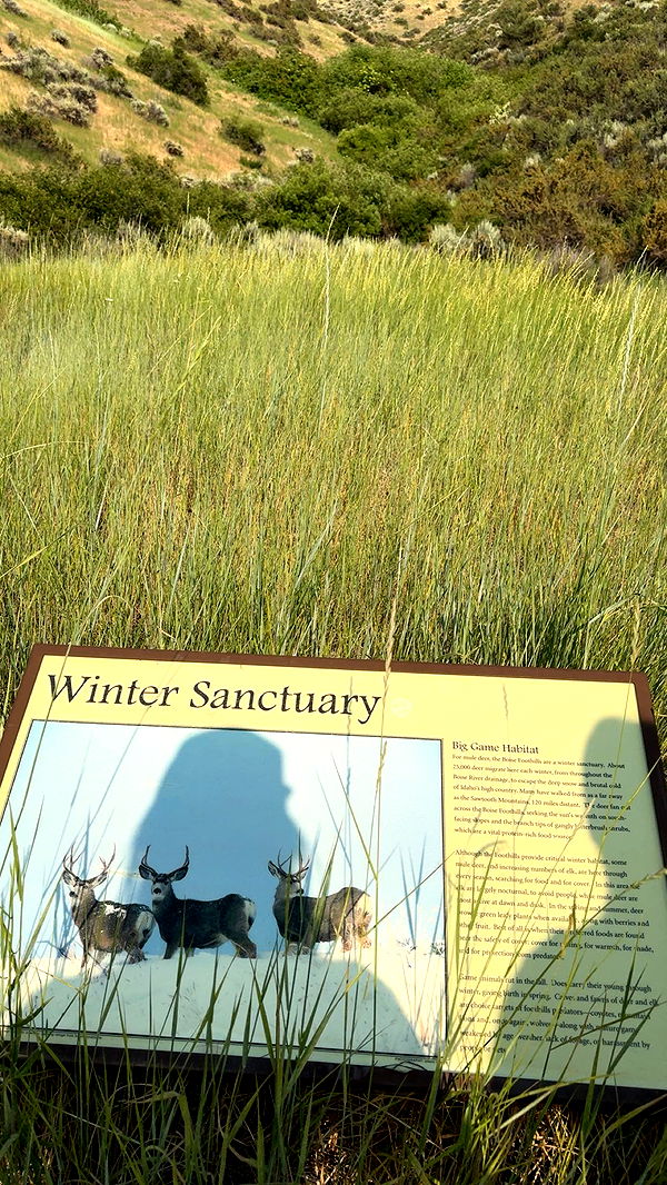 realhaylujan image ~ Altpins