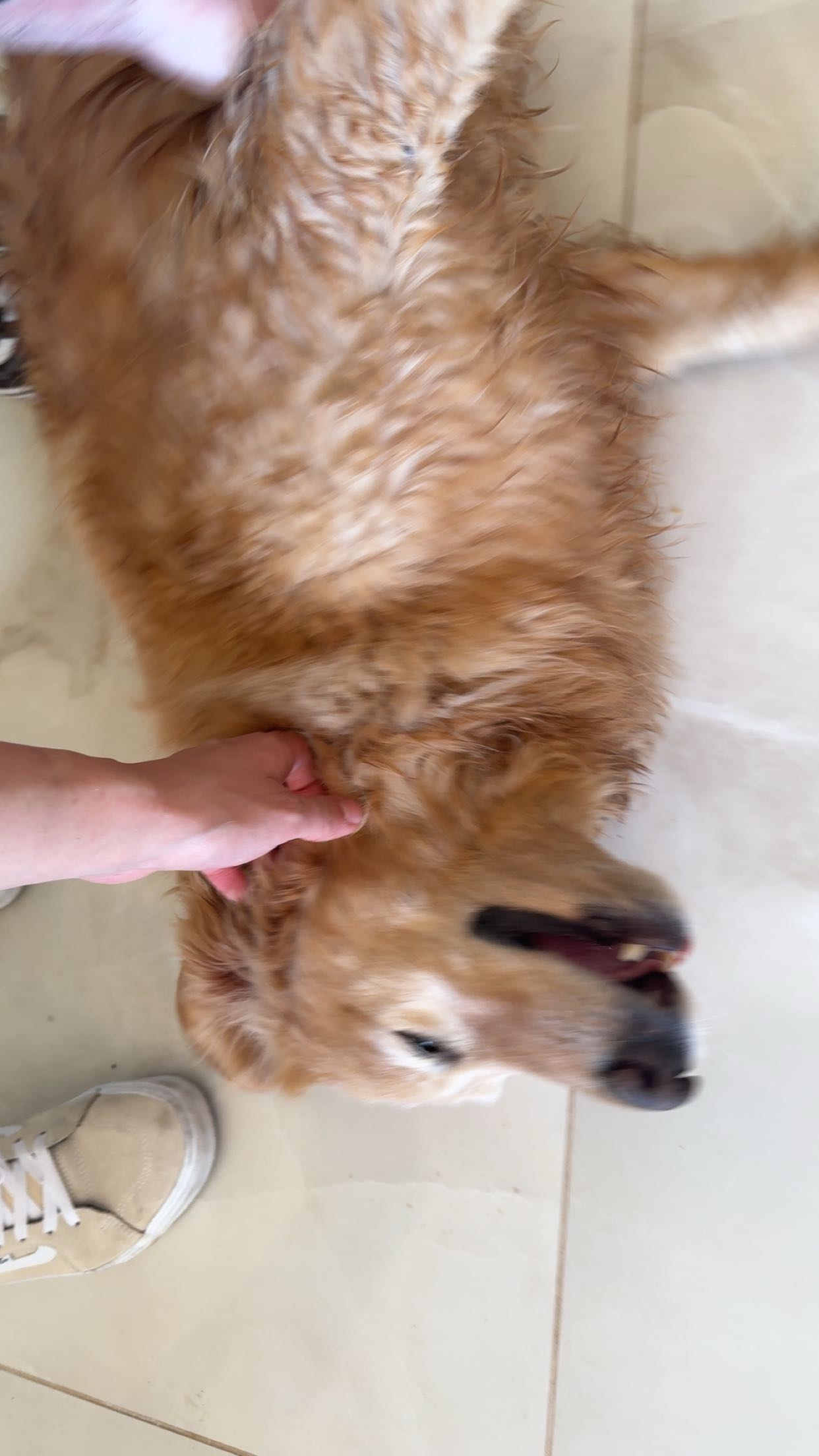 realhaylujan snapchat image archive image