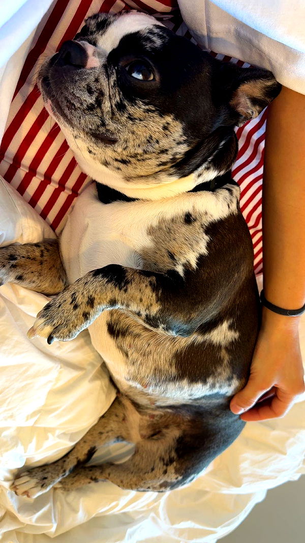 realhaylujan image ~ Altpins