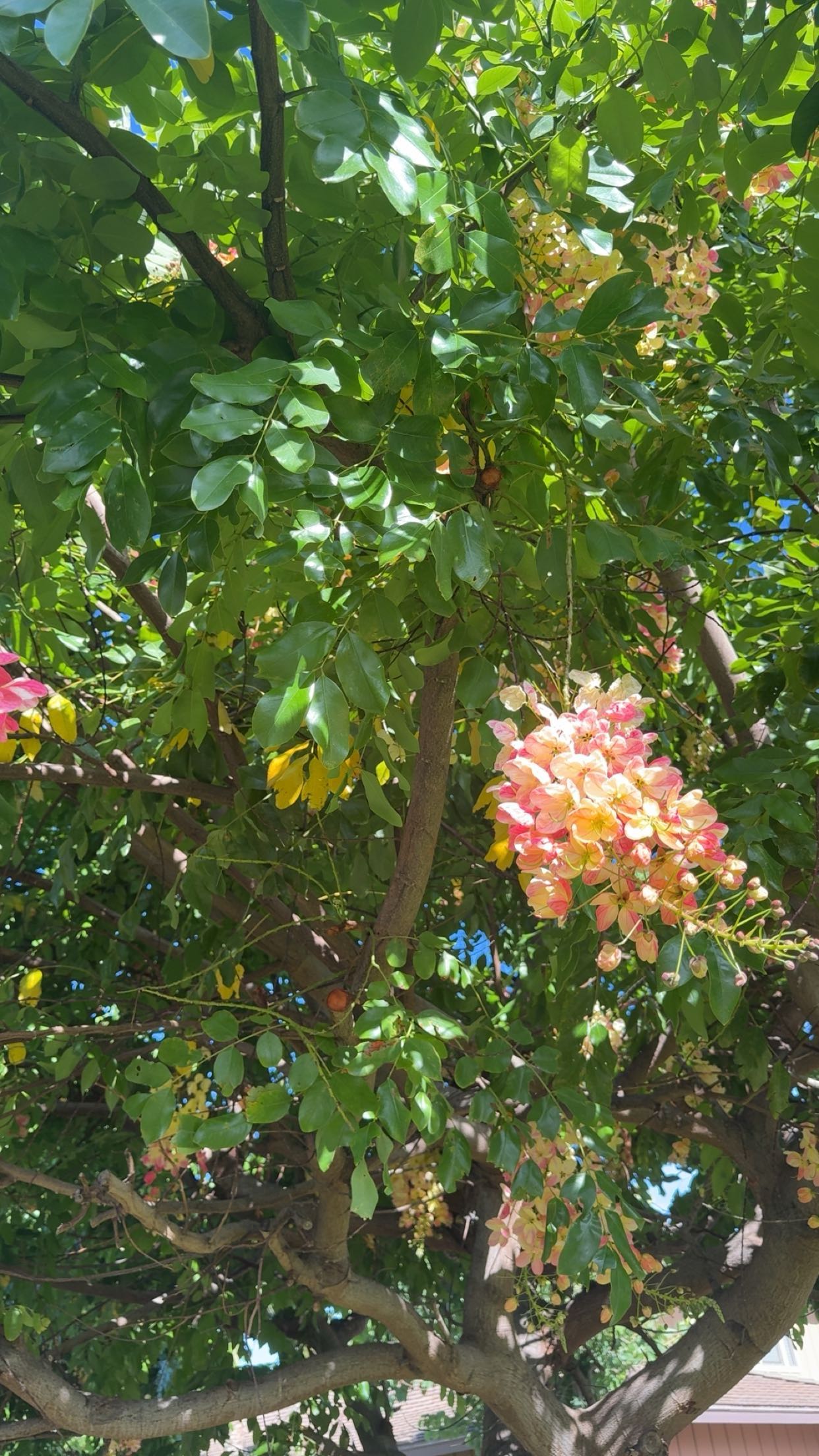 realhaylujan snapchat image archive image