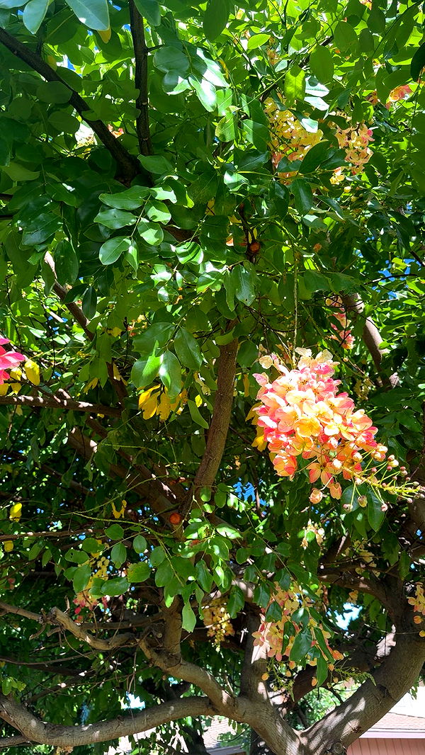 realhaylujan image ~ Altpins