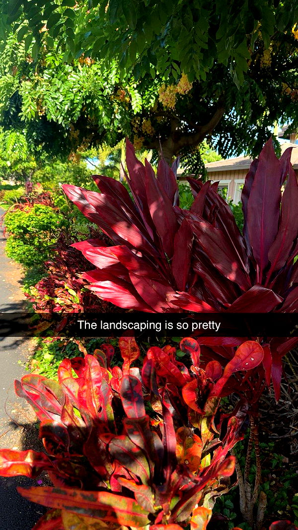 realhaylujan image ~ Altpins