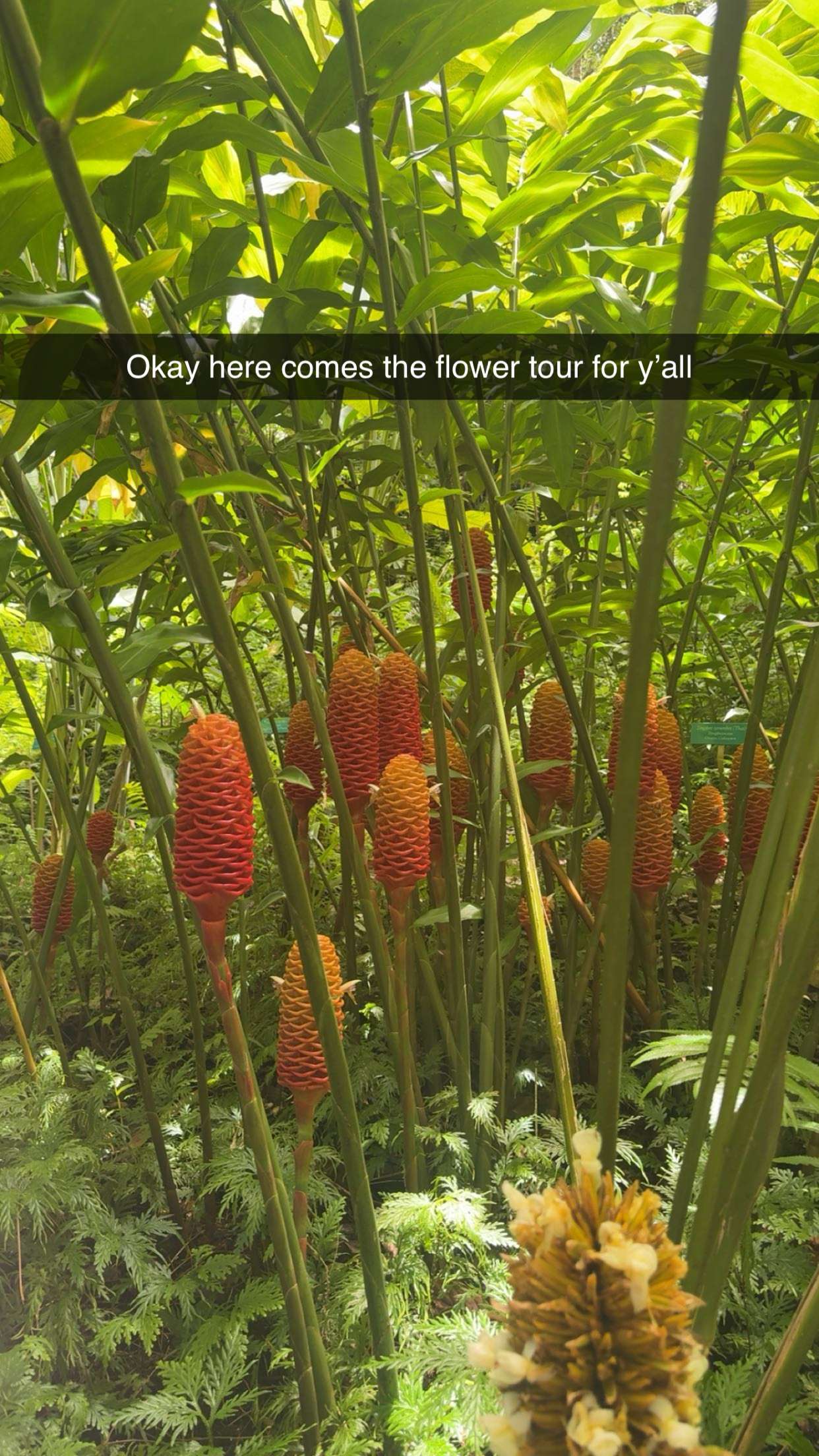 realhaylujan snapchat image archive image