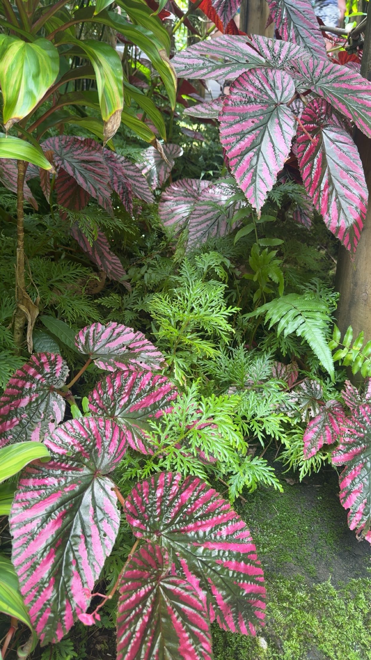 realhaylujan snapchat image archive image