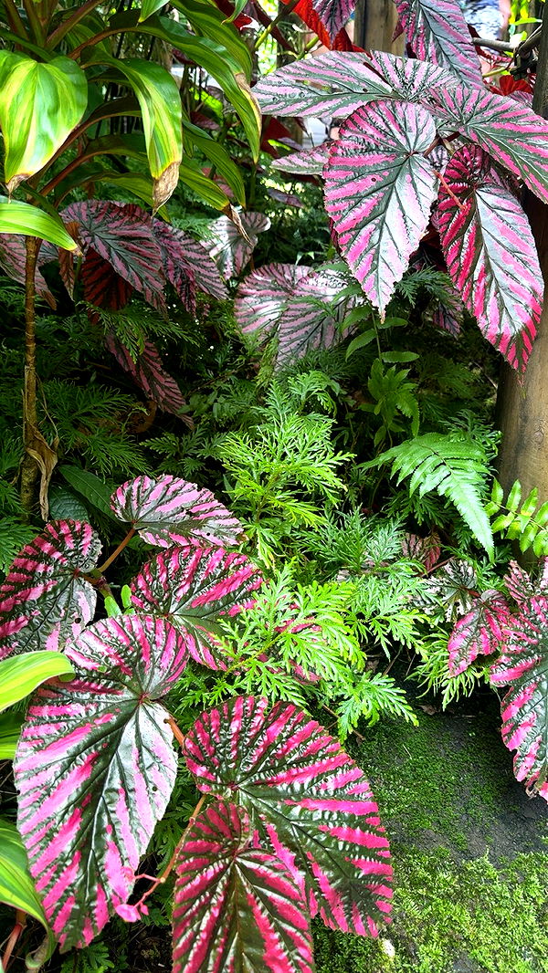 realhaylujan image ~ Altpins