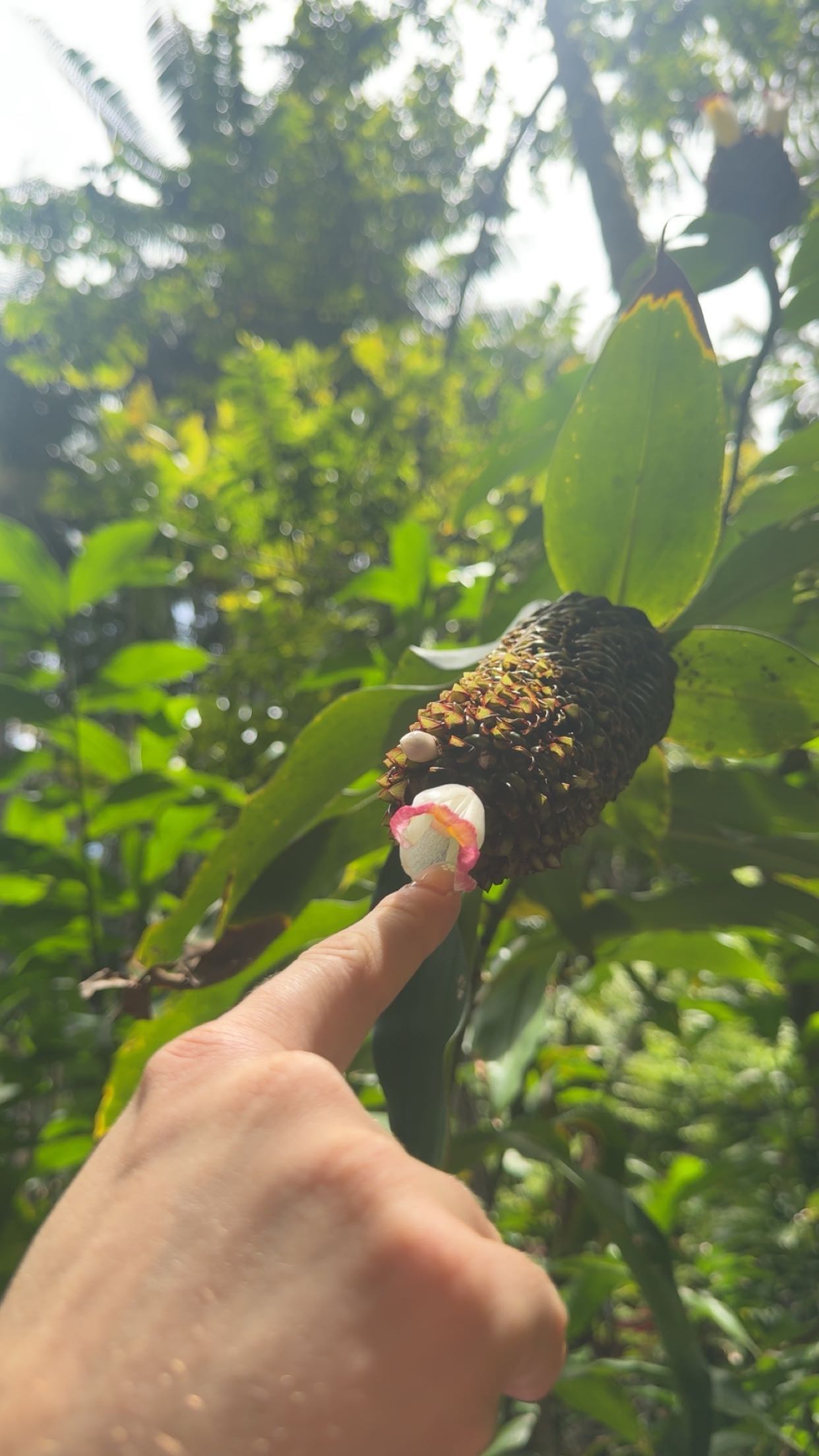 realhaylujan snapchat image archive image