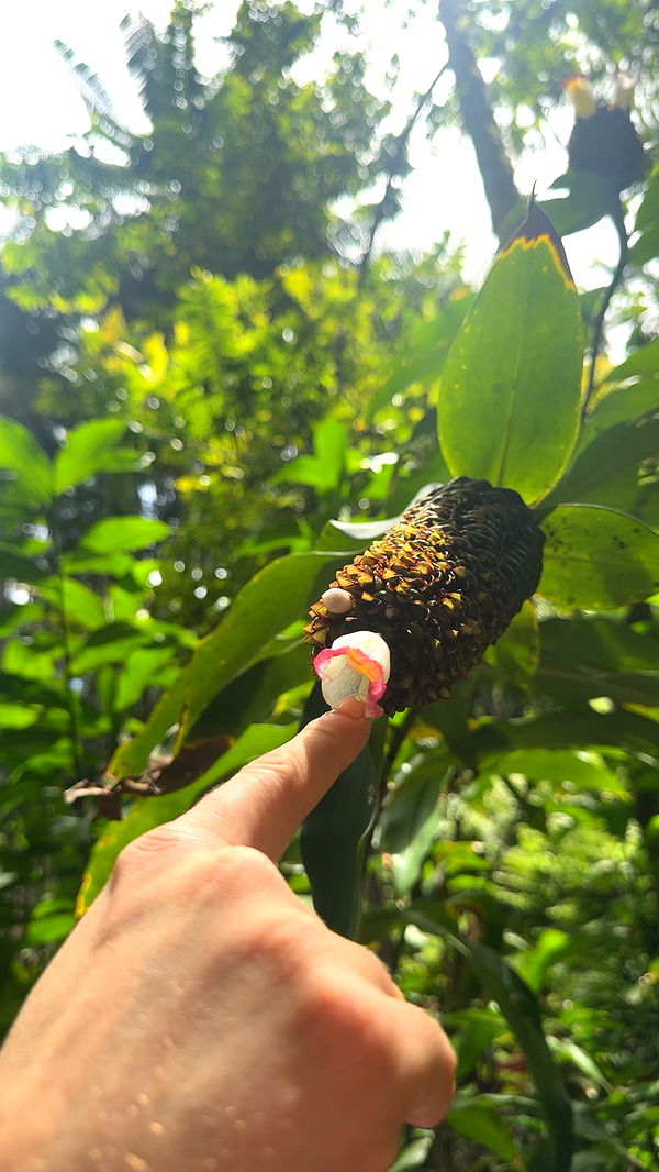 realhaylujan image ~ Altpins