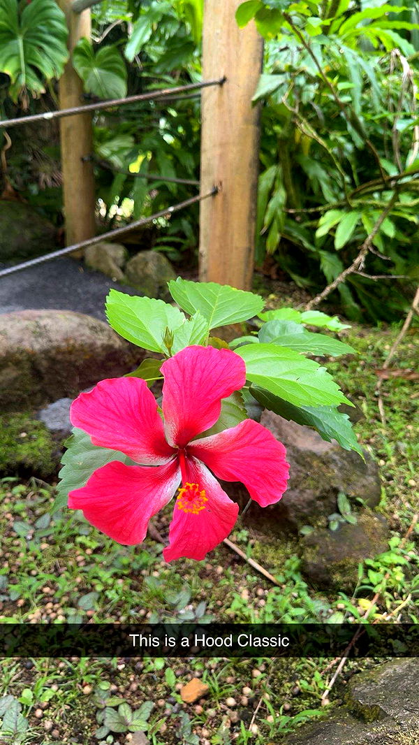 realhaylujan image ~ Altpins