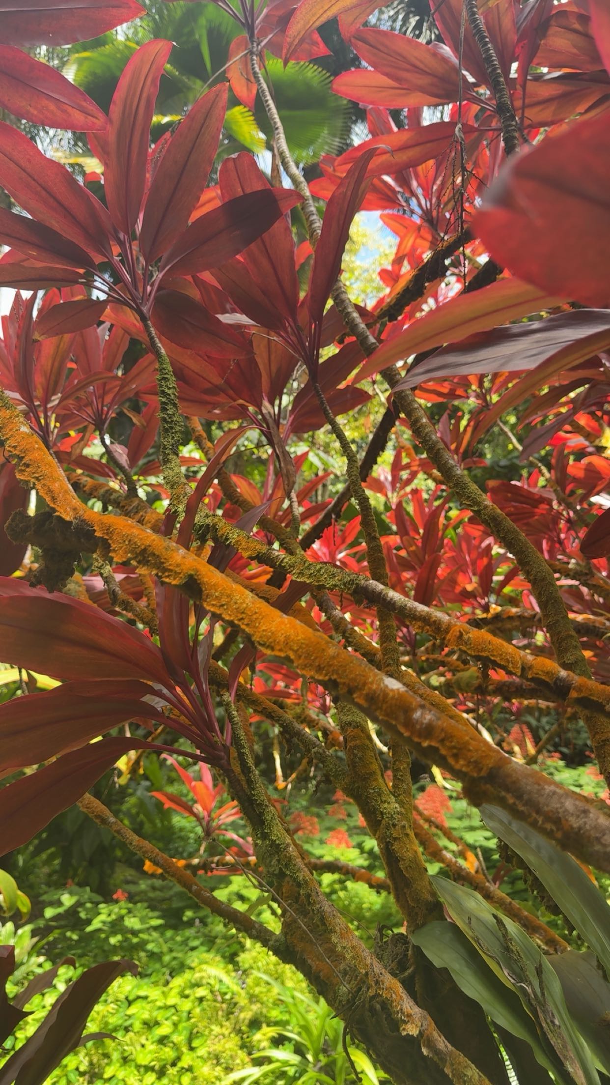 realhaylujan snapchat image archive image