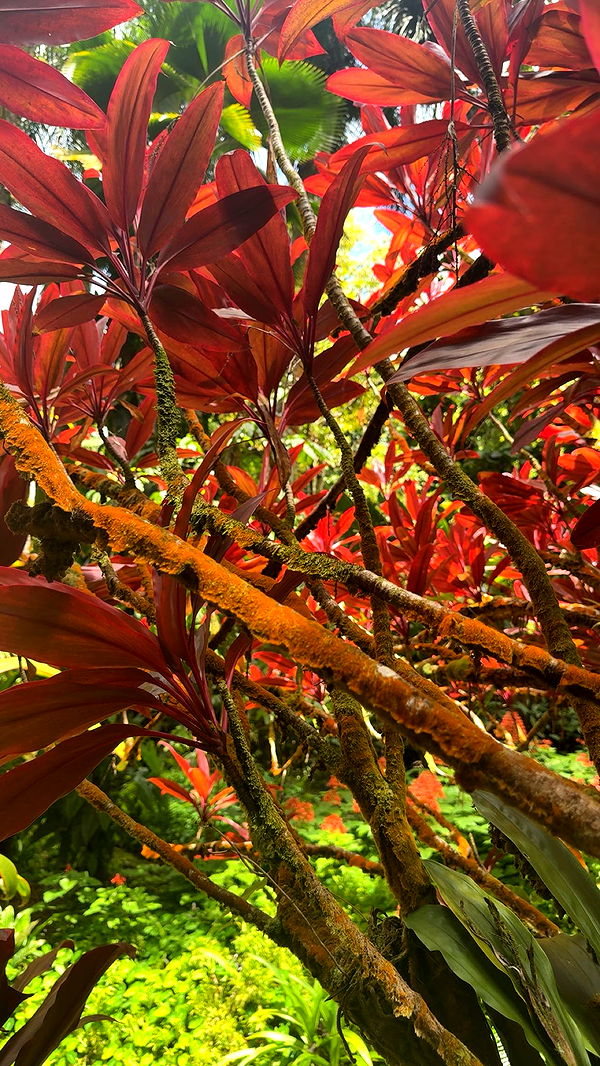 realhaylujan image ~ Altpins