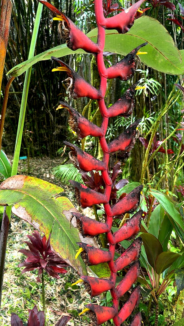 realhaylujan image ~ Altpins