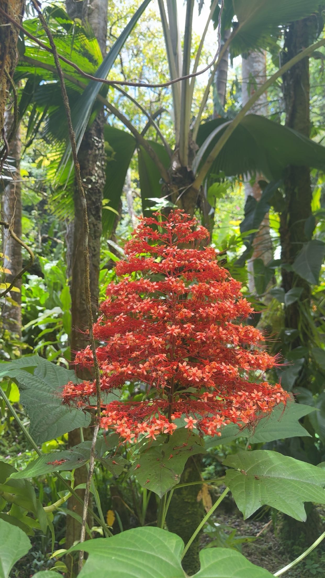 realhaylujan snapchat image archive image