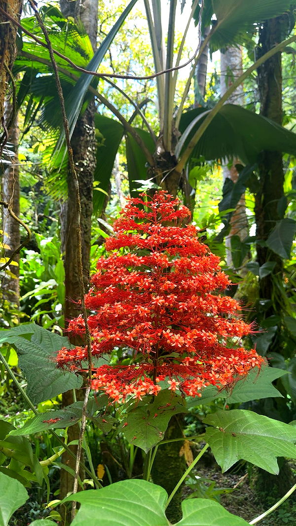 realhaylujan image ~ Altpins