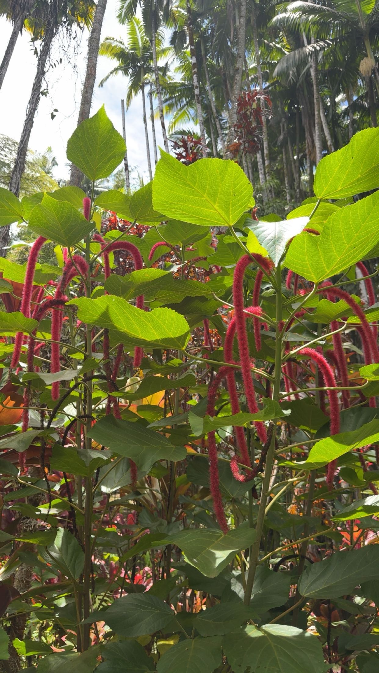 realhaylujan snapchat image archive image