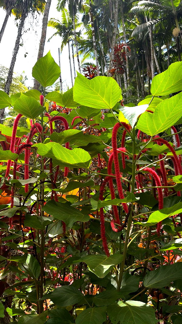 realhaylujan image ~ Altpins