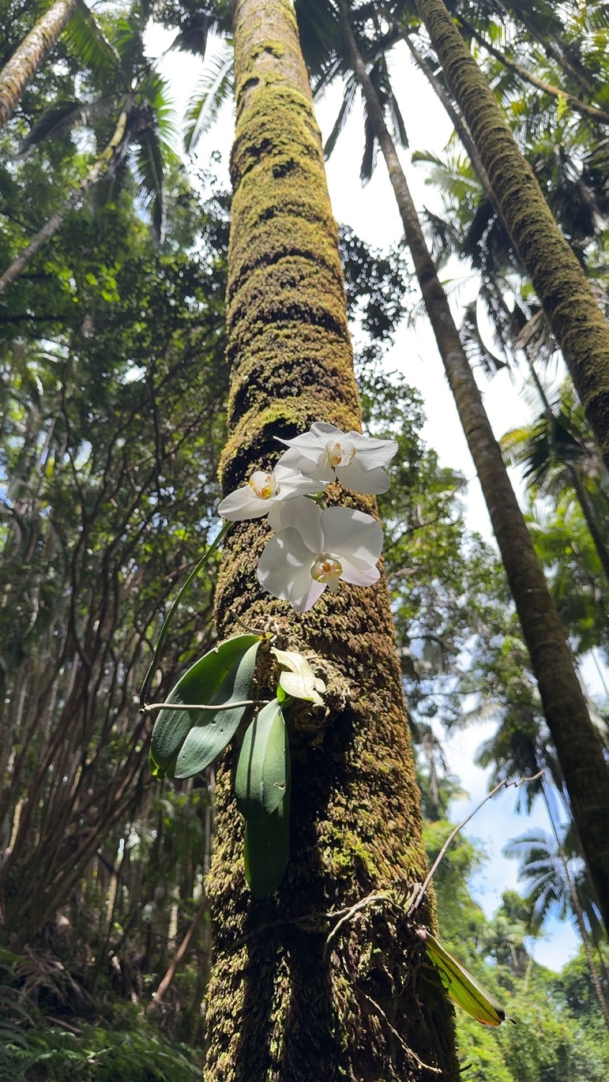 realhaylujan snapchat image archive image