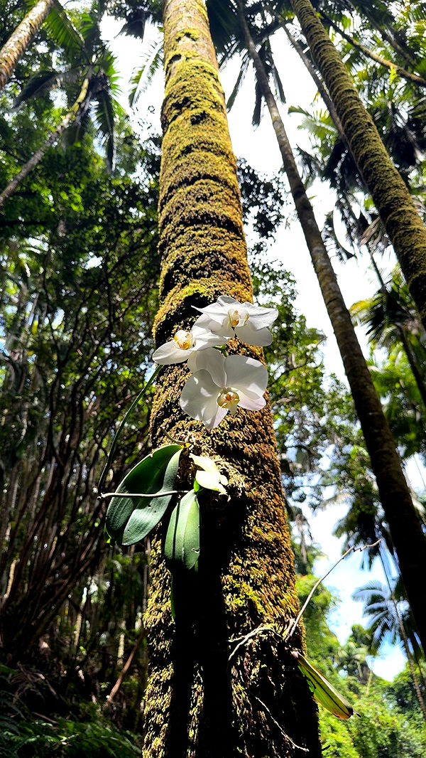 realhaylujan image ~ Altpins