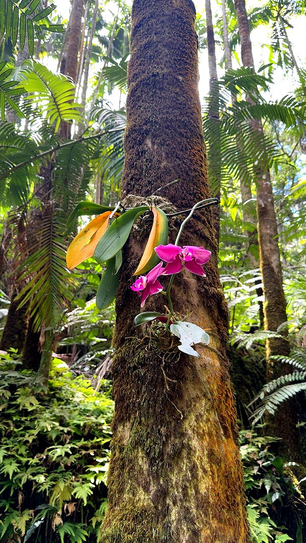 realhaylujan image ~ Altpins