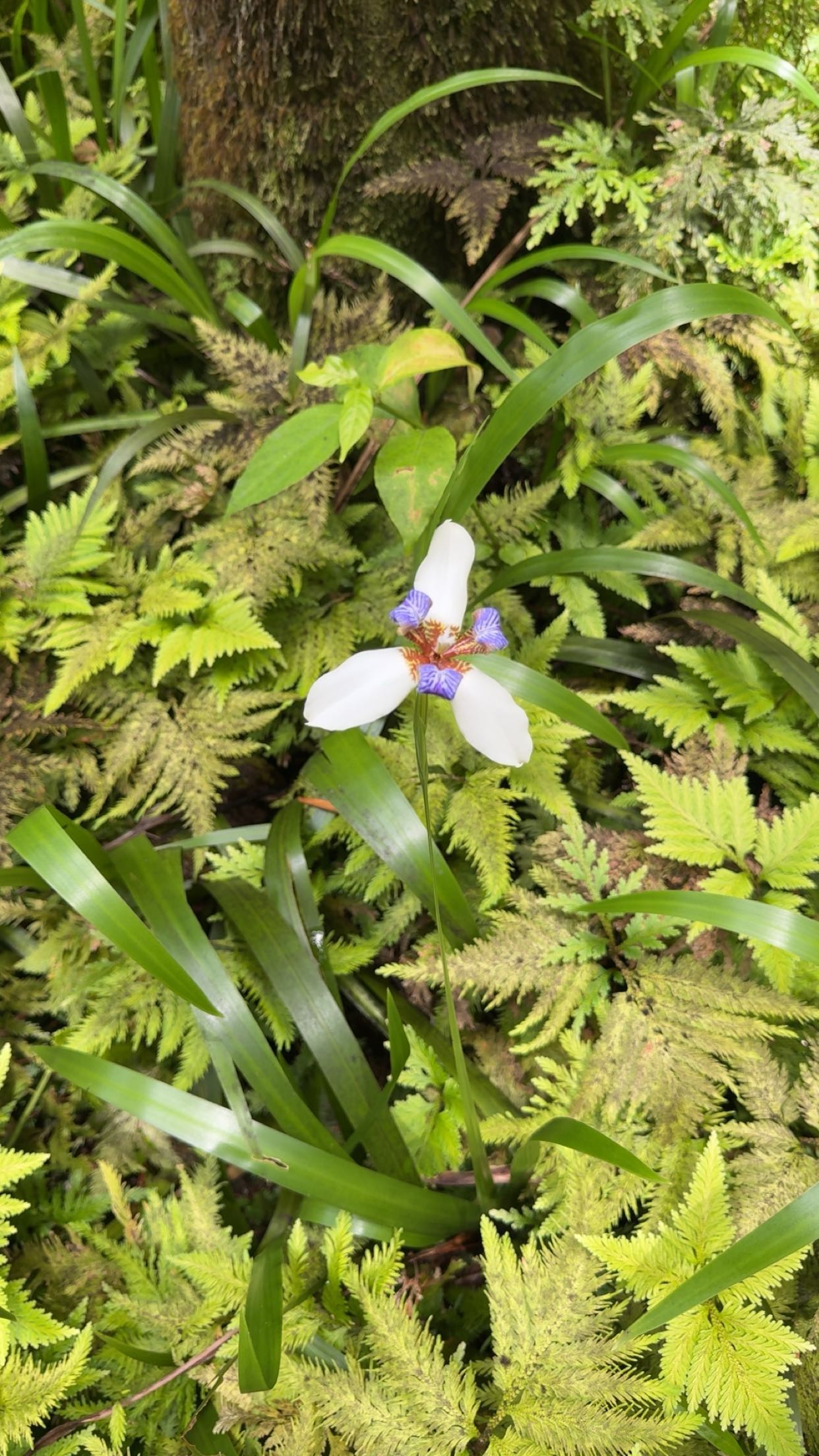 realhaylujan snapchat image archive image