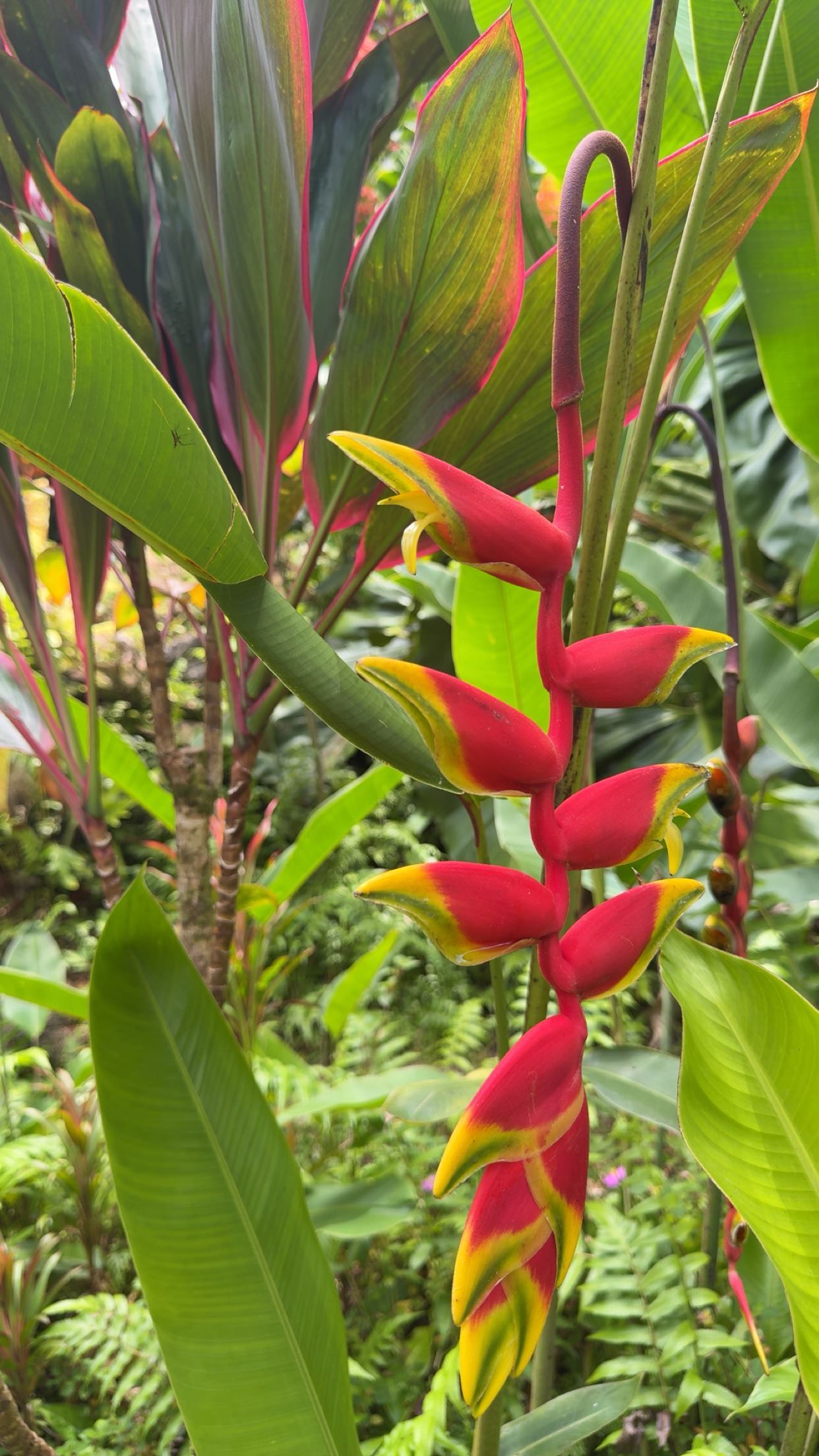 realhaylujan snapchat image archive image