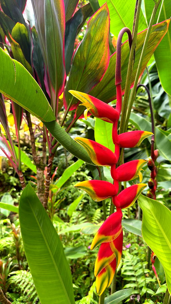 realhaylujan image ~ Altpins