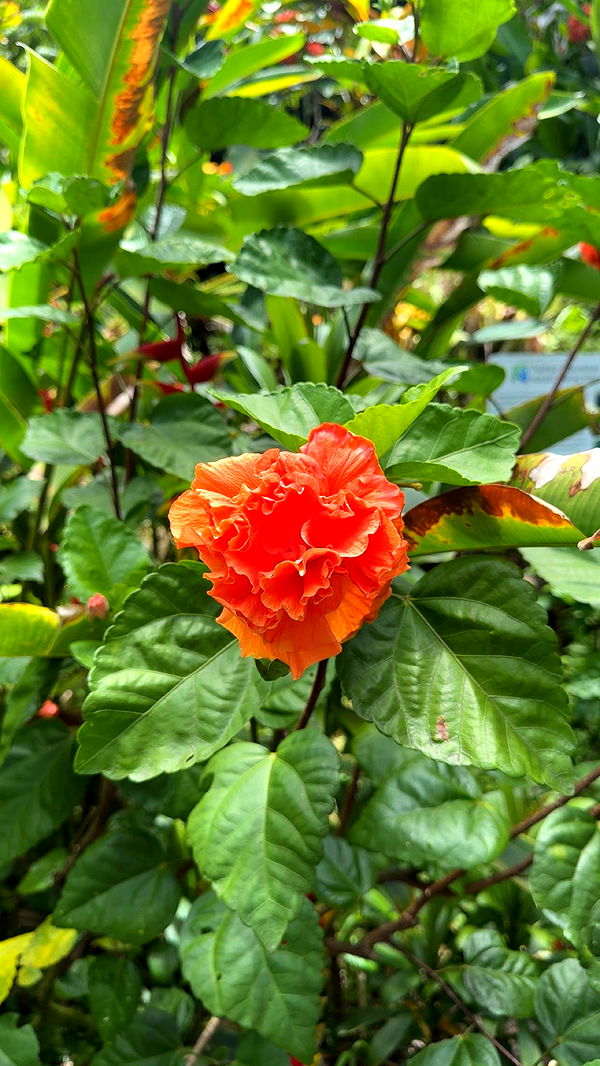 realhaylujan image ~ Altpins