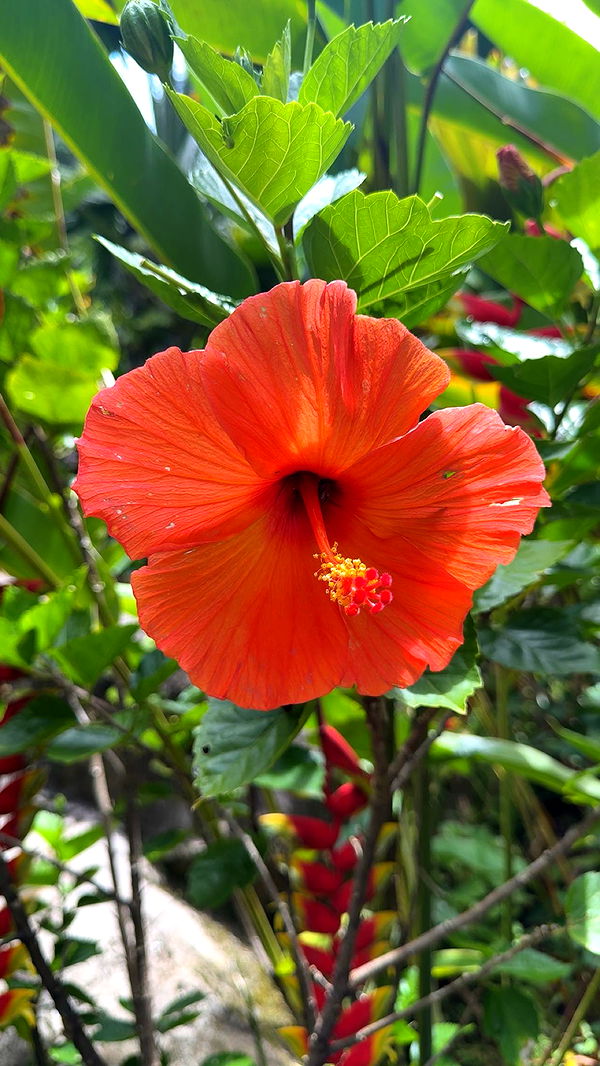 realhaylujan image ~ Altpins