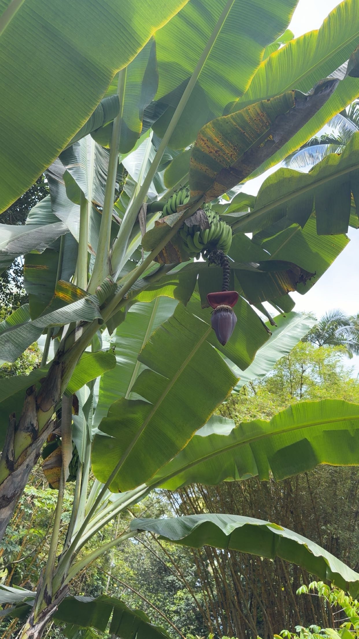 realhaylujan snapchat image archive image