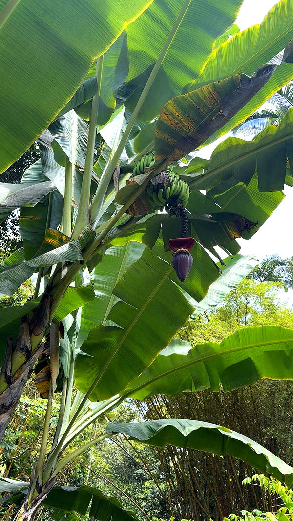 realhaylujan image ~ Altpins