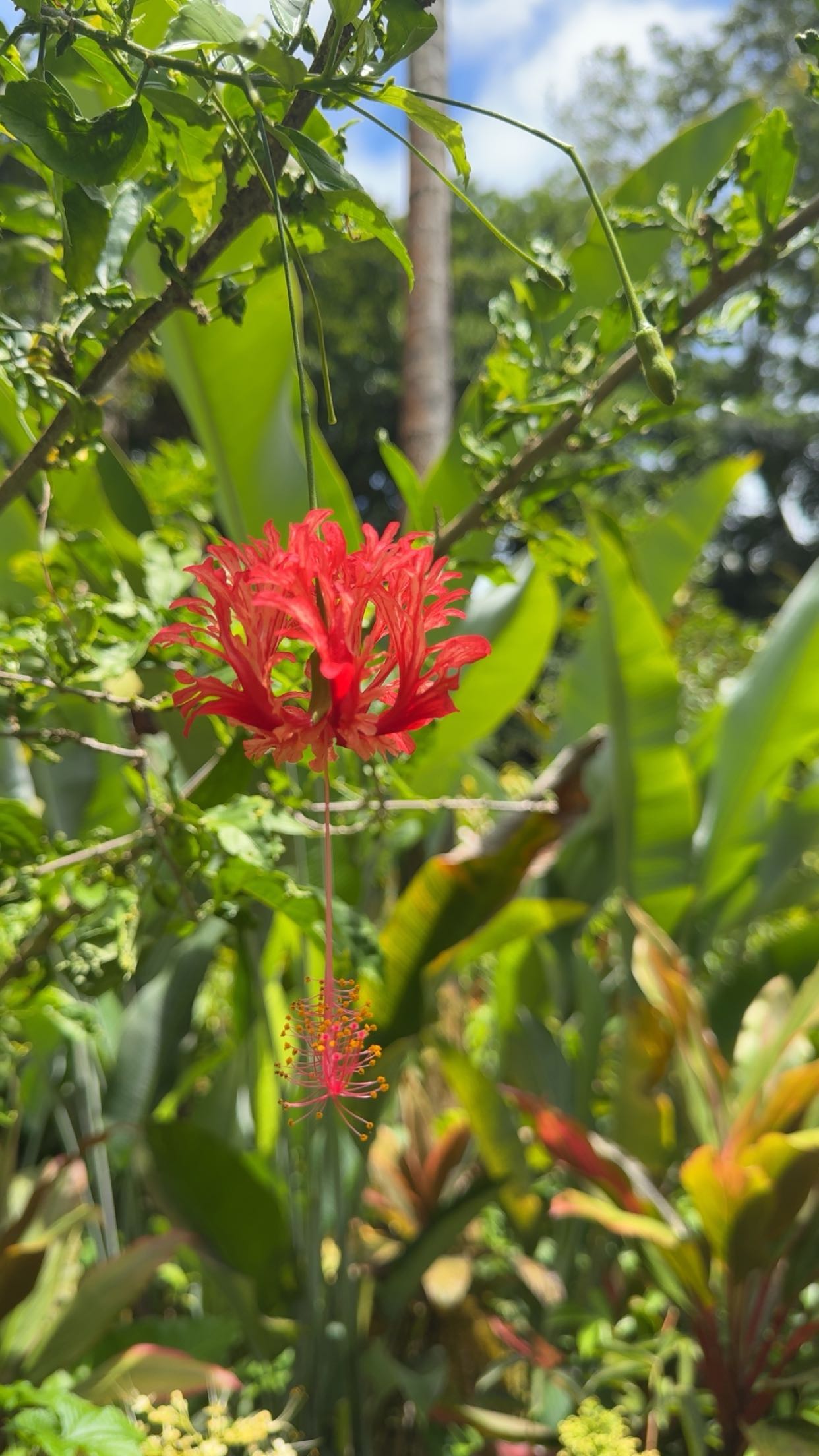 realhaylujan snapchat image archive image