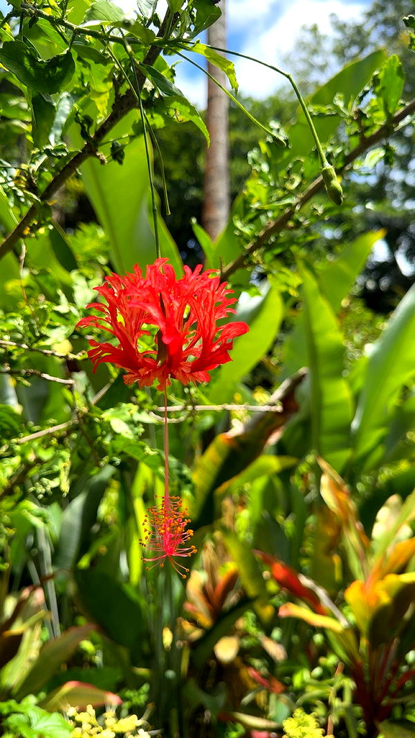 realhaylujan image ~ Altpins