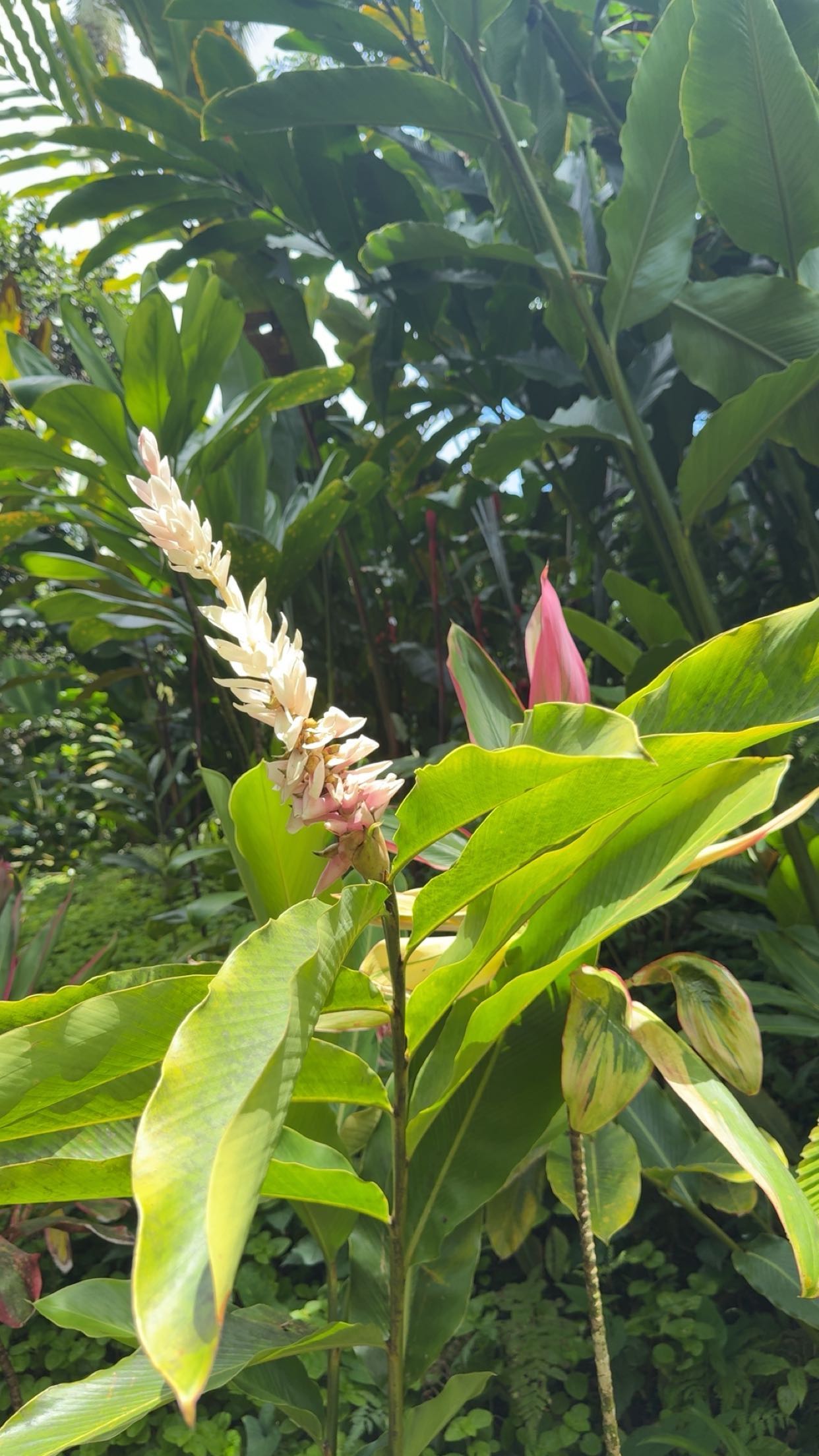 realhaylujan snapchat image archive image